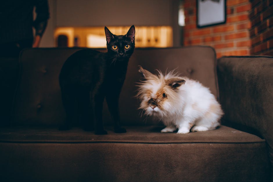 The Pros and Cons of Allowing Pets in a Rental Property